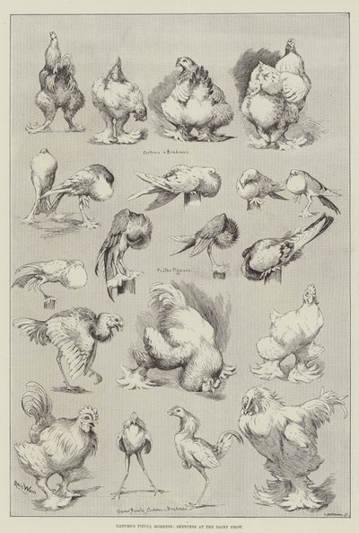 Nature&39;s Fitful Moments、Sketches at the Dairy Show 作： Louis Wain